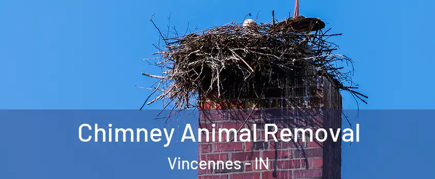  Chimney Animal Removal Vincennes - IN
