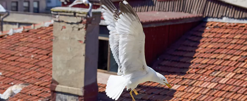 Residential Chimney Animal Removal Solution in Vincennes, IN